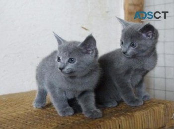 Both male and female Russian Blue Kitten