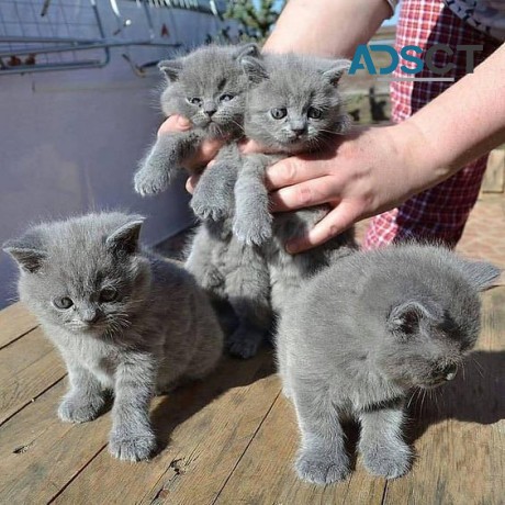  British Shorthair kittens for sale