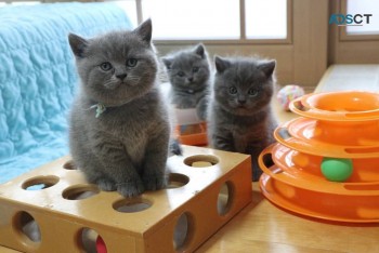 British Shorthair Kittens for sale