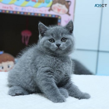 British Shorthair Kittens