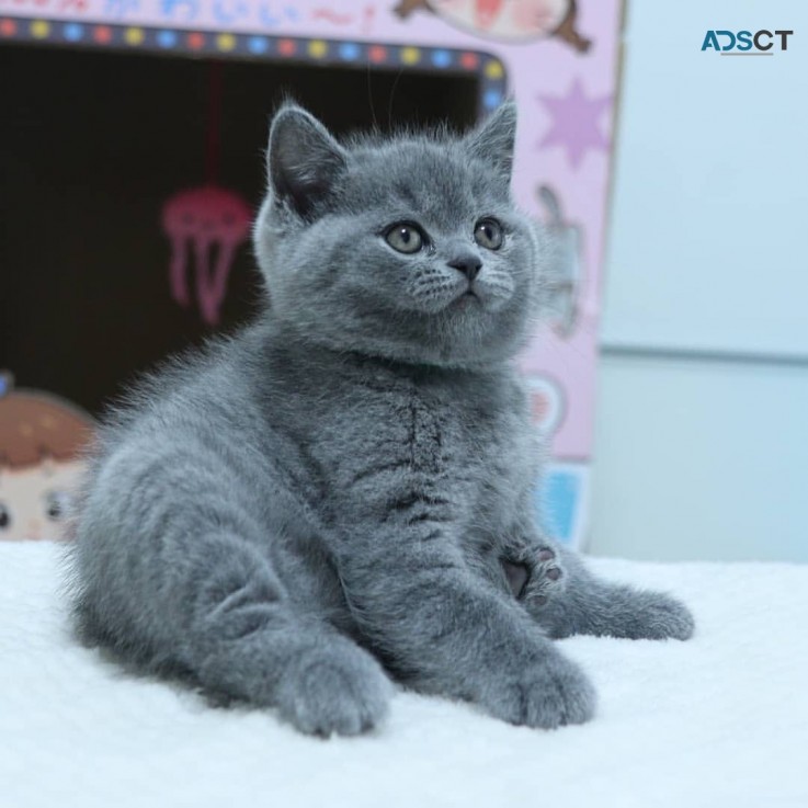 British Shorthair Kittens