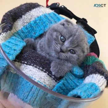 Scottish Fold Kittens