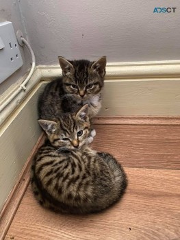 Bengal Kittens for sale