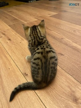 Bengal Kittens for sale