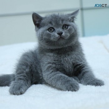 British Shorthair