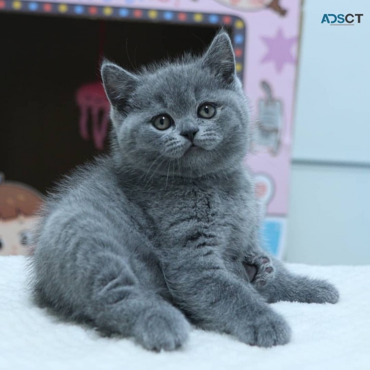 British Shorthair