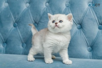 Scottish fold Kittens for sale