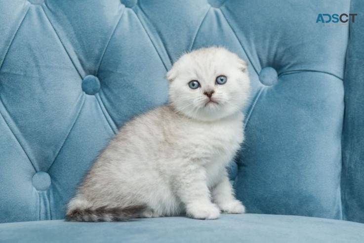 Scottish fold Kittens for sale