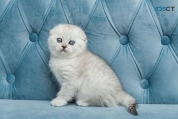 Scottish fold kittens