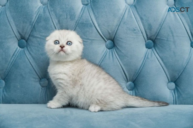 Scottish fold kittens