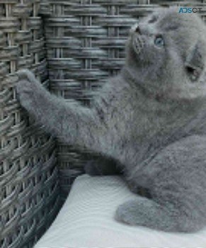 Scottish fold Kittens for sale