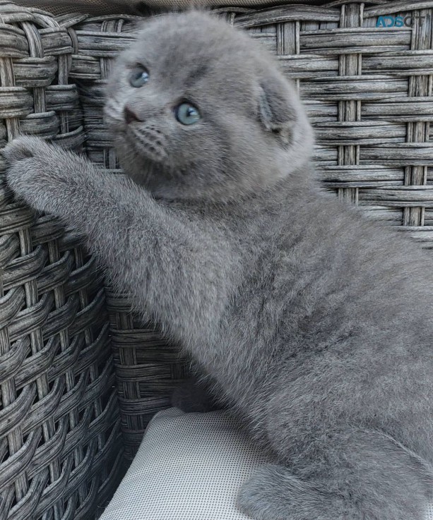 Scottish fold Kittens for sale