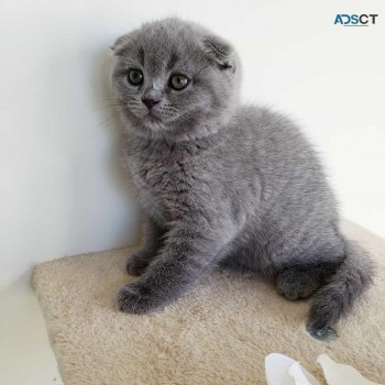 Scottish fold Kittens for sale