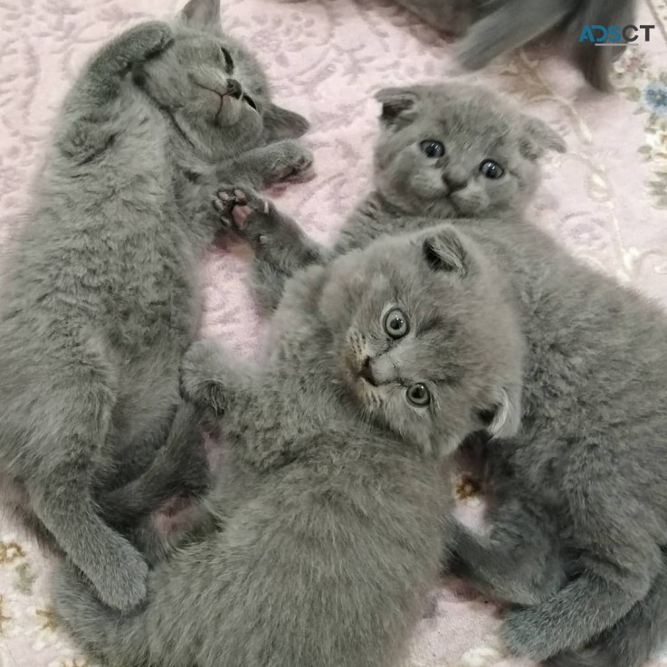 Scottish Fold kittens for sale 