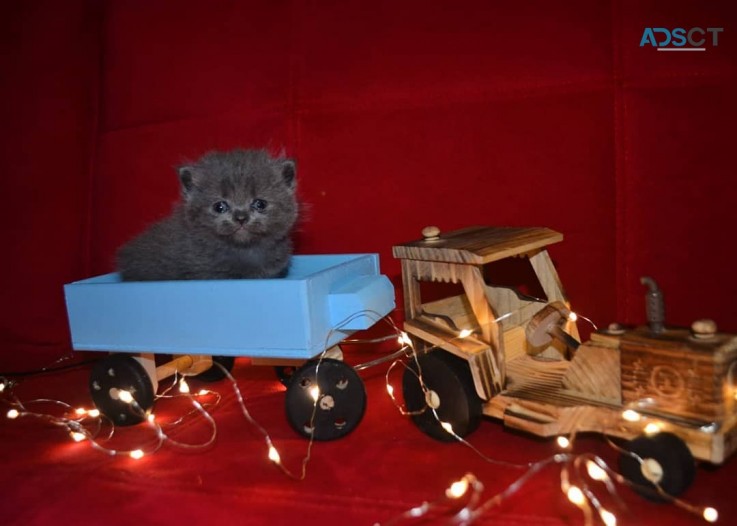 Scottish Fold kittens