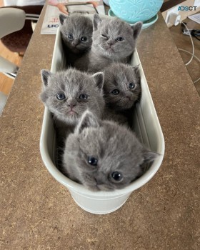 Scottish Fold kittens kittens for sale