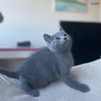 Russian Blue kittens for sale