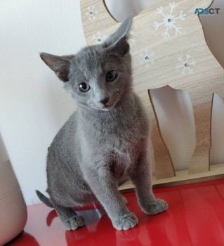 Russian Blue kittens for sale