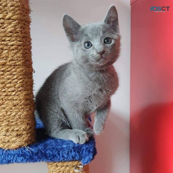 Russian Blue kittens for sale