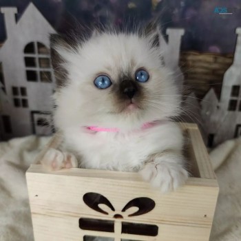 Ragdoll kittens 