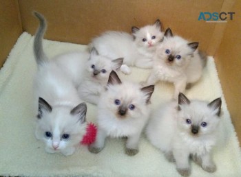 Ragdolls kittens for sale