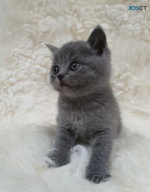 British Shorthair kittens for sale