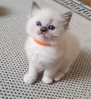 Ragdoll kittens for sale 