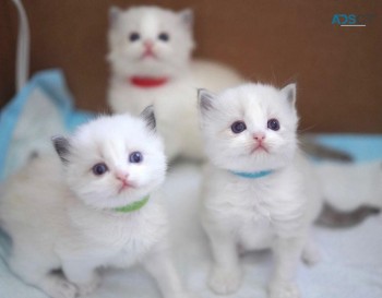 Ragdoll kittens for sale 