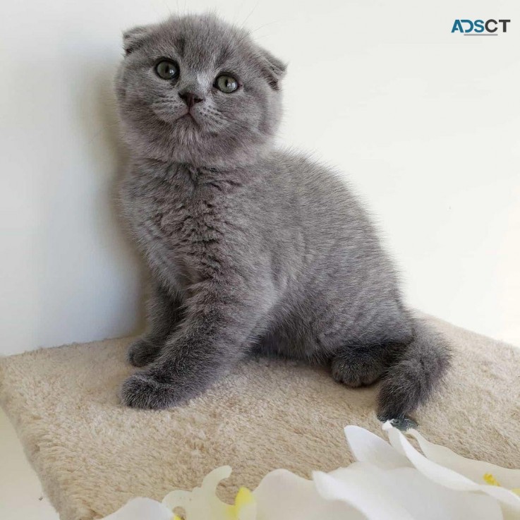 Scottish Fold kittens for sale