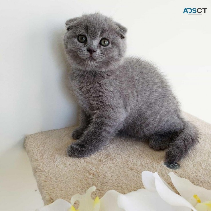 Scottish Fold kittens for sale