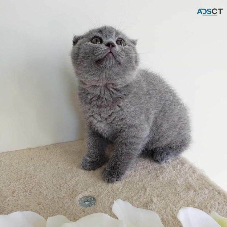 Scottish Fold kittens for sale