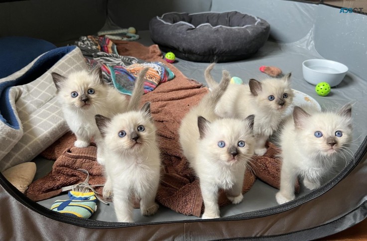 Purebred Ragdoll Kittens for adoption.