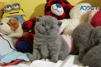 British Shorthair Kittens ready for sale