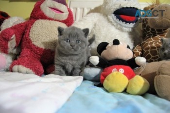 British Shorthair Kittens ready for sale