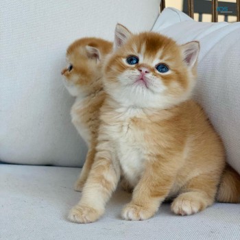 British Shorthair Kittens ready for sale