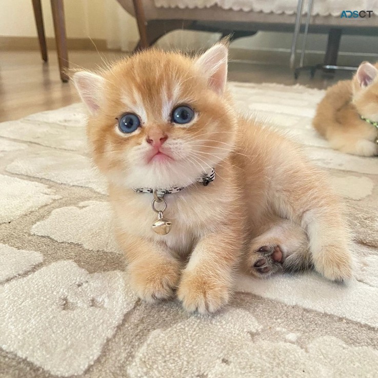 British Shorthair Kittens ready for sale