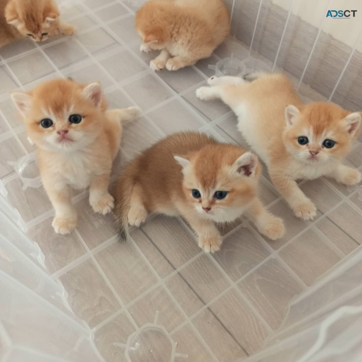  British short hair Kittens for sale