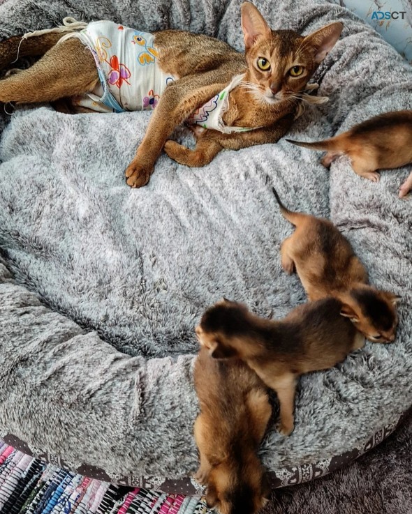 Cute Abyssinian Kittens Available 