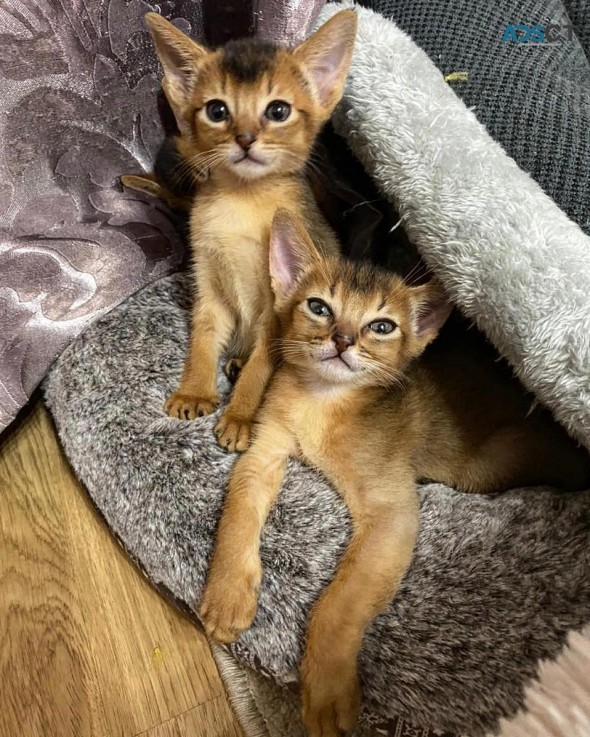 Cute Abyssinian Kittens Available 