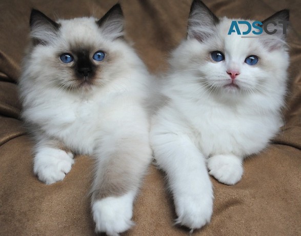 male and female Ragdoll Kittens for sale