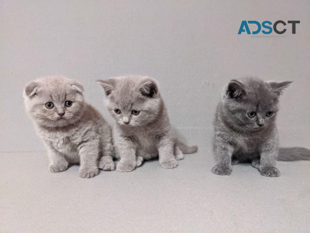 Cute Scottish fold Kittens for sale