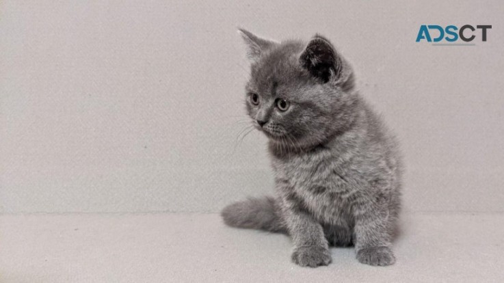 Cute Scottish fold Kittens for sale