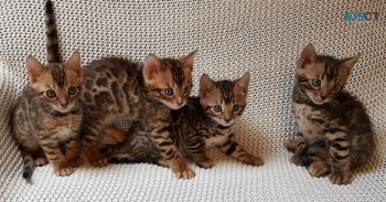 Male and Female Bengal kittens For Sale