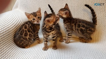 Male and Female Bengal kittens For Sale