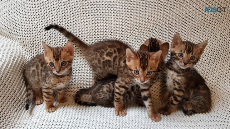 Male and Female Bengal kittens For Sale