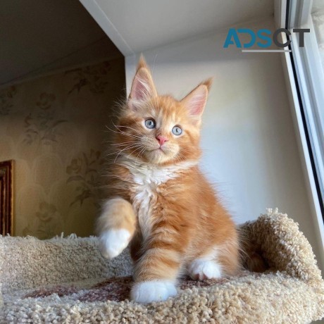 Charming Maine Coon Kittens For Sale