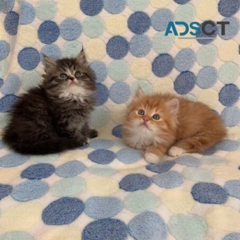  Maine Coon Kittens Ready For sale