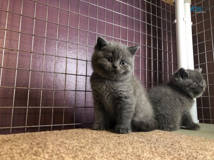 British Shorthair kittens