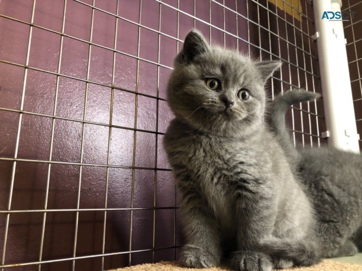 British Shorthair kittens