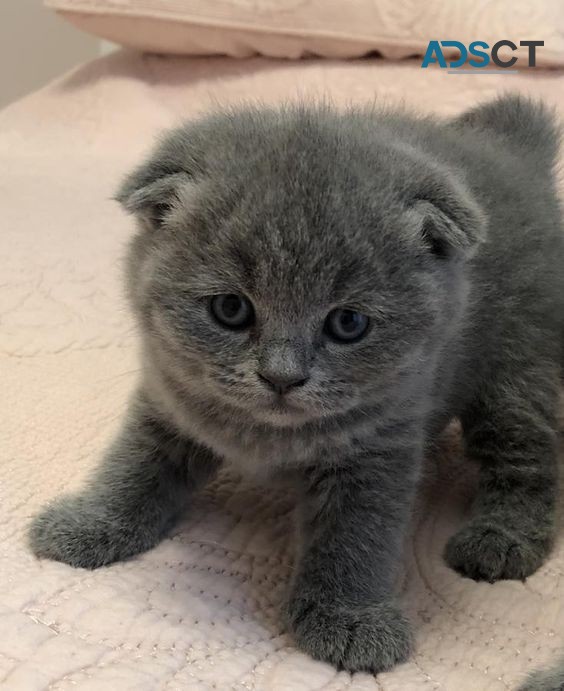  Scottish fold kittens,***